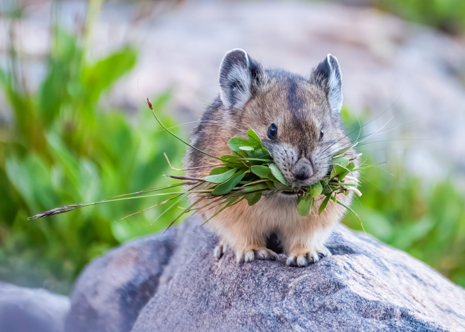 Pika Gathering Food For The Winter Photography Art | Peter Batty Photography