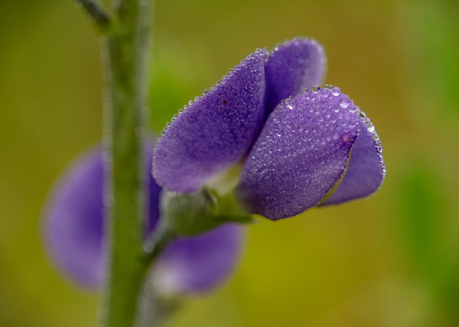 Purple Wiildflower Waterdrops 5691  Photography Art | Koral Martin Healthcare Art