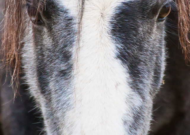 Buckaroo Photography Art | Deb Little Photography