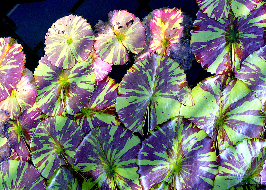 Purple Green Lily Pads In Brooklyn Print – Sherry Mills