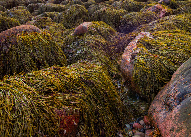 Seaweed Monsters