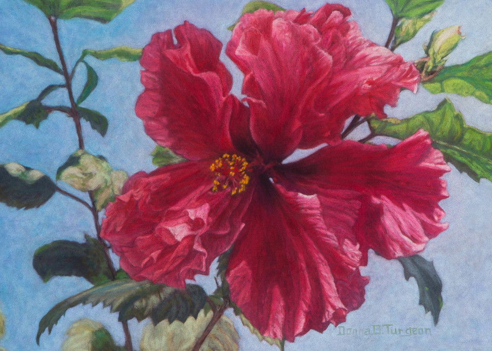 Huge Red Hibiscus Flower, Painting and Prints by Donna Turgeon