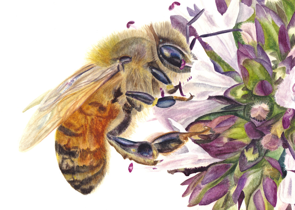 Honey Bee And Oregano Art | Gossamer Lane Fine Art