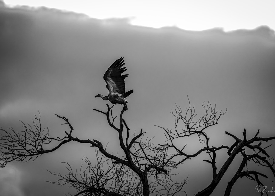 Cape griffon vulture art gallery photo prints by Rob Shanahan