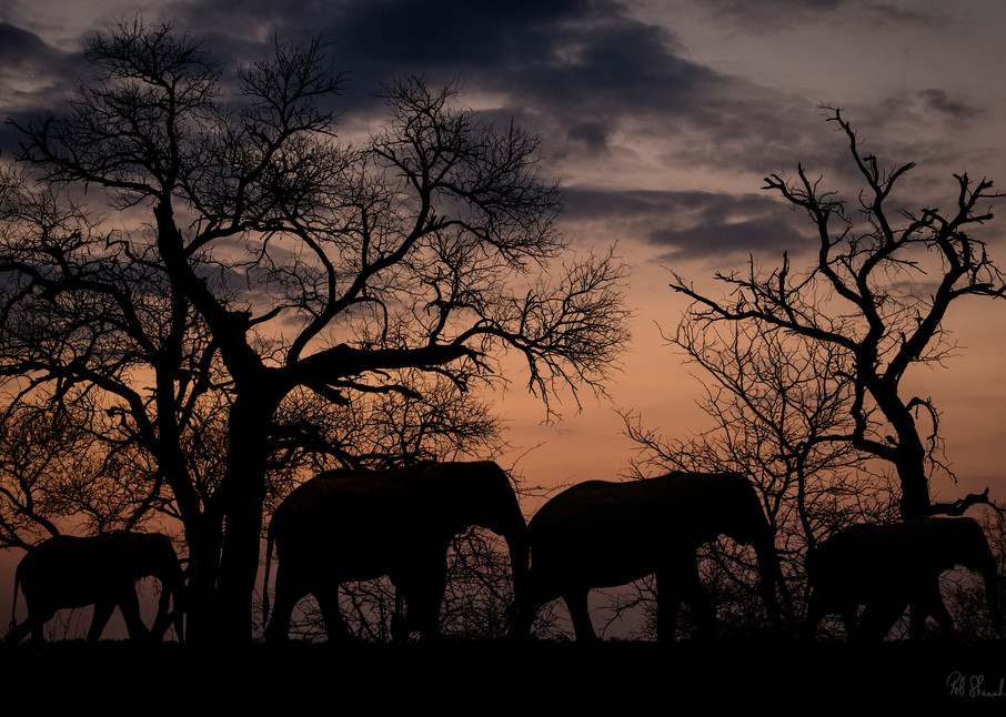Elephants silhouette art gallery photo prints by Rob Shanahan