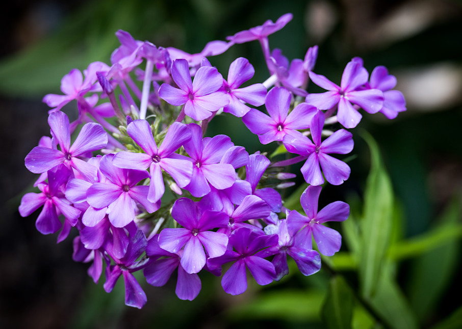Purple Phlox Atlanta Botanical Garden - Photo Collection | Eugene L Brill