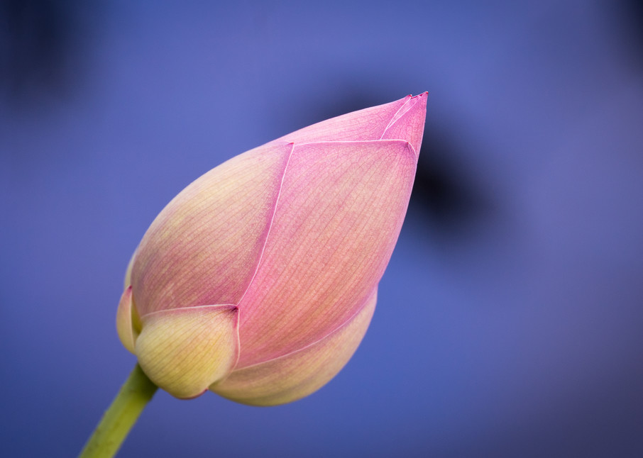 Lotus flower Atlanta Botanical Garden - Photo Collection | Eugene L Brill