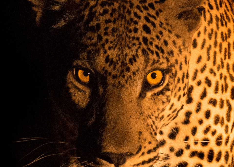 Leopard art gallery photo prints by Rob Shanahan
