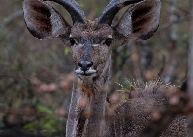 Kudu with horns art gallery photo prints by Rob Shanahan