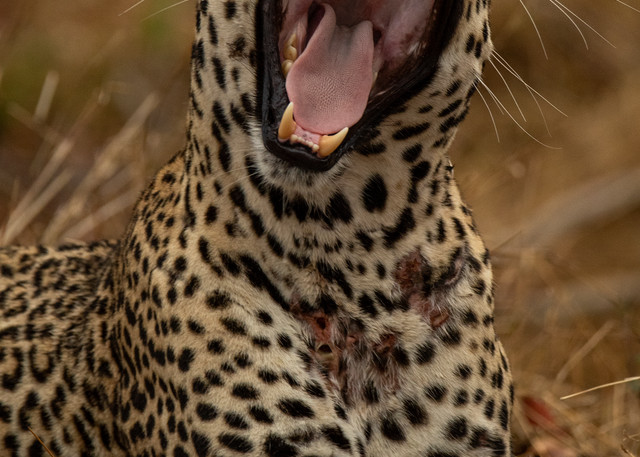 Leopard roaring art gallery photo prints by Rob Shanahan