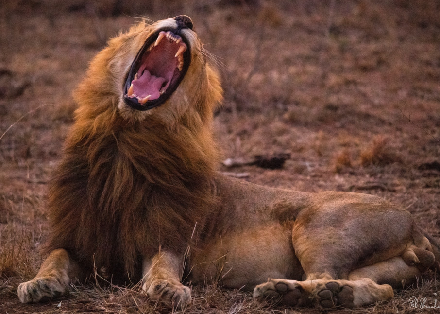 Lion roar art gallery photo prints by Rob Shanahan