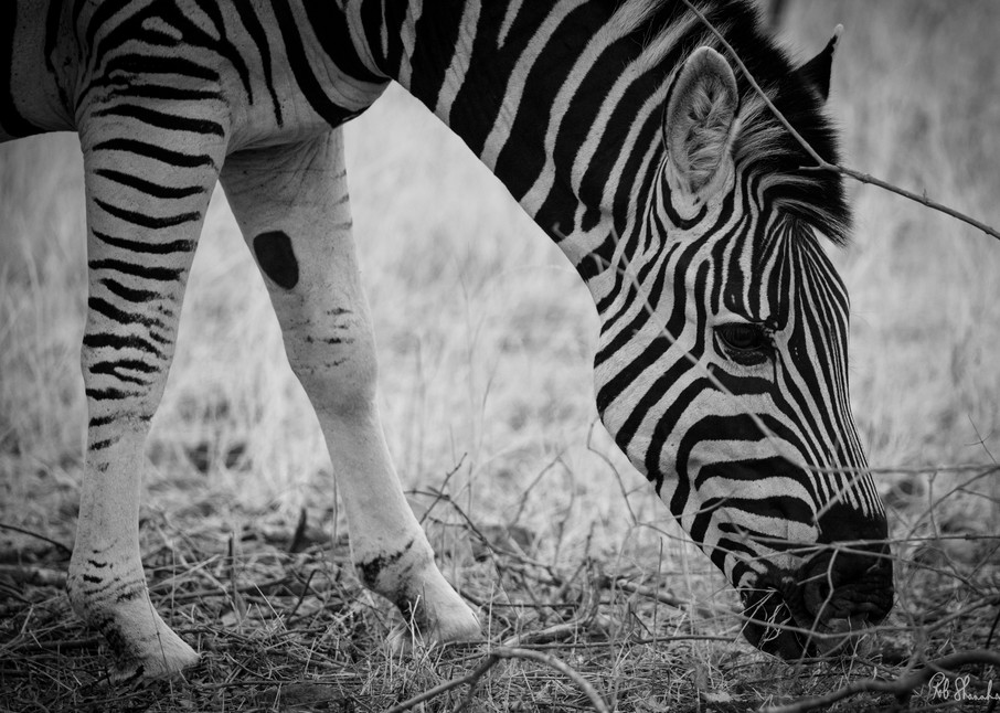 Zebra black & white art gallery photo prints by Rob Shanahan
