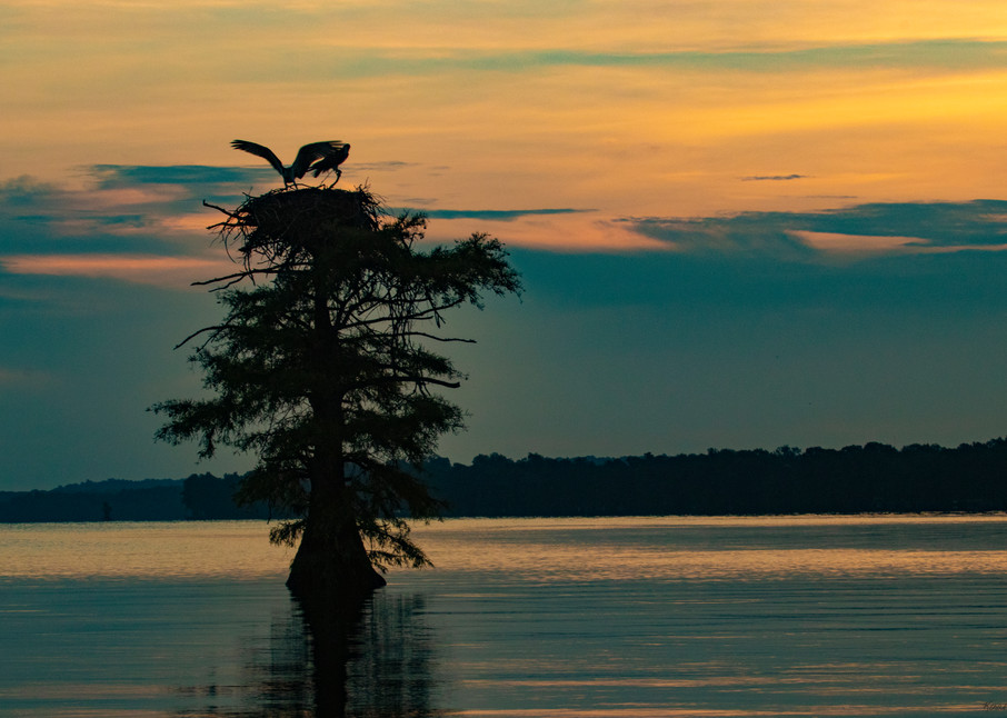 Osprey Nest Wings Sunrise V2  9117  Photography Art | Koral Martin Healthcare Art