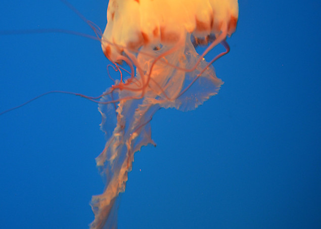 Jellyfish Art | Dappled Light Gallery