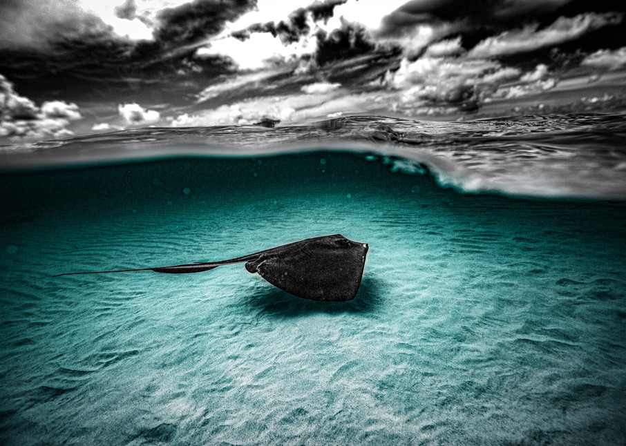 Royal Blue Slipper Photography Art | Art Sea Love