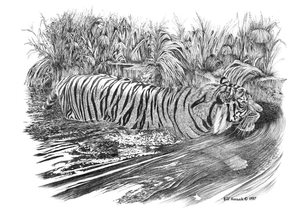Drawing of a Sumatran Tiger by Bill Harrah, Wolf Run Studio