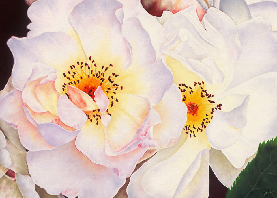 White Roses   Prints Art | Mercedes Fine Art