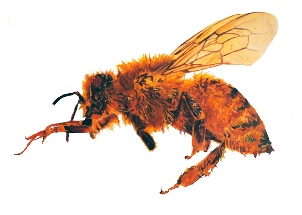 honey bee, bee, pollinator, insect
