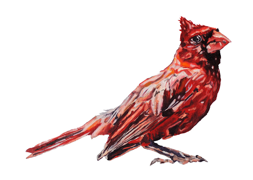 cardinal, bird, red bird