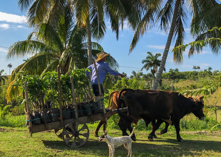 Cuban Mango Farmer  Photography Art | Alex Neuschaefer Photography
