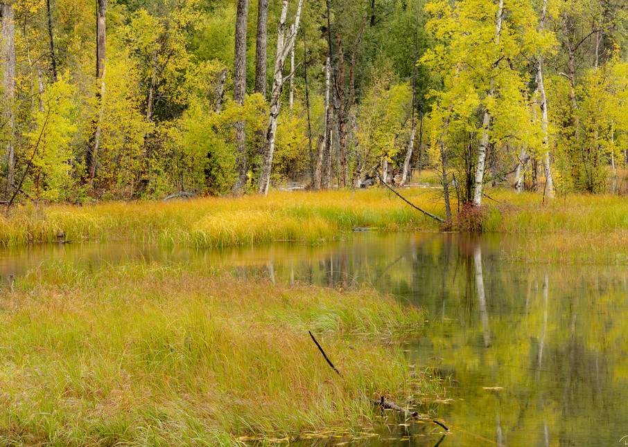 Fall colors around pond in Alaska.