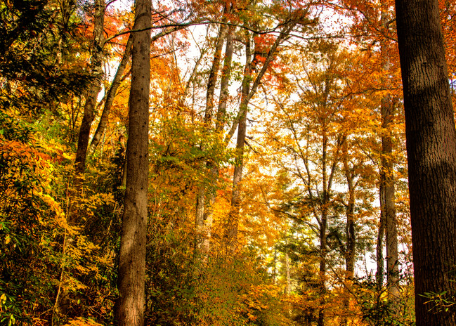 Walk in the Fall Woods