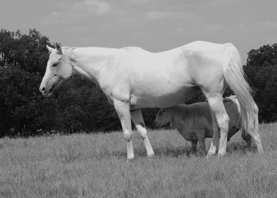White Horse & Ram Black And White Photography Art | Kilpatrick Studios