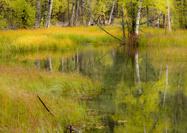 Fall colors around pond in Alaska.
