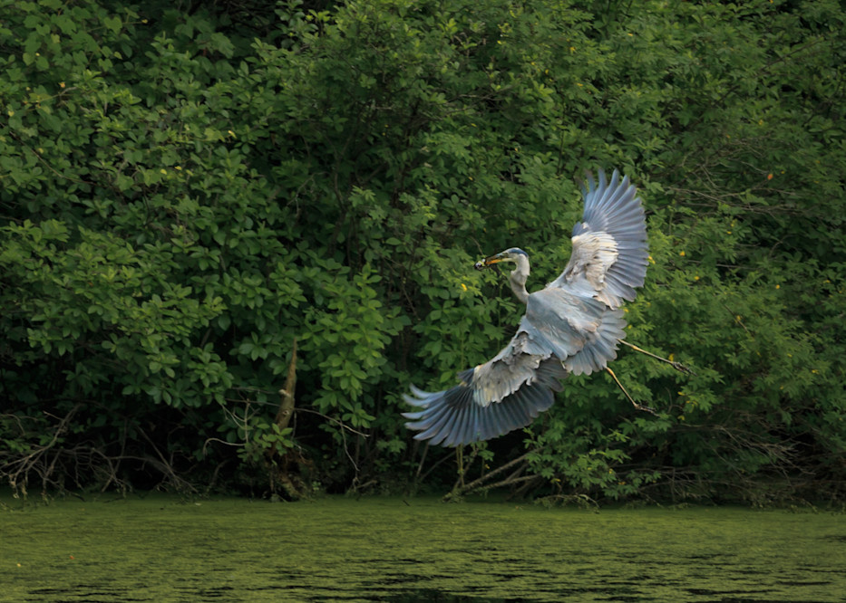 Blue Heron In Flight Photography Art | Melani Lust Photography