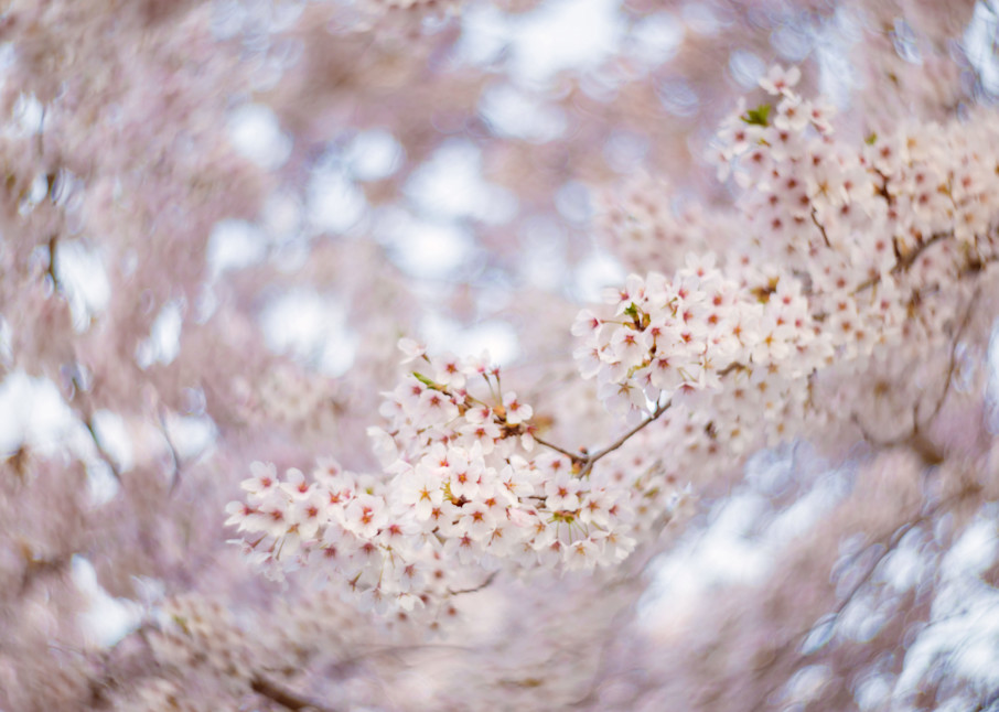 Spring Flowers, Ct Photography Art | Melani Lust Photography
