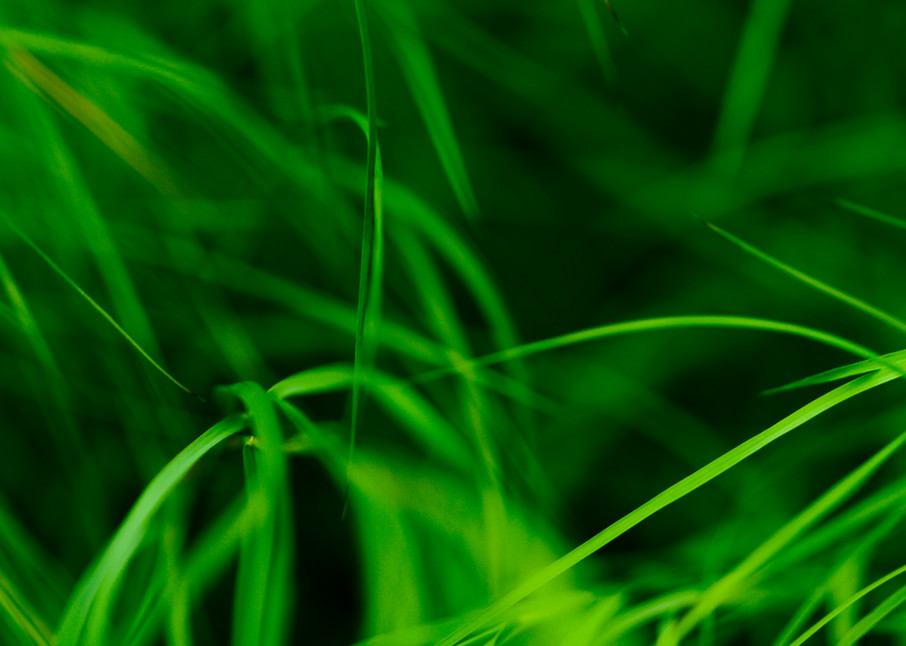 Grass Like Lines  Photography Art | Carol's Little World