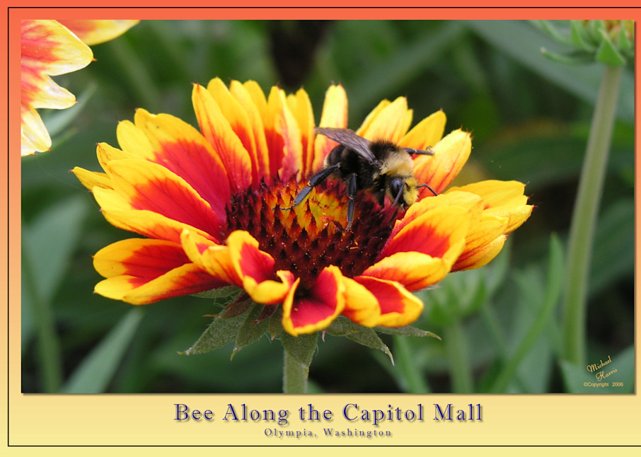 Bee Along the Capital Mall | Lion's Gate Photography