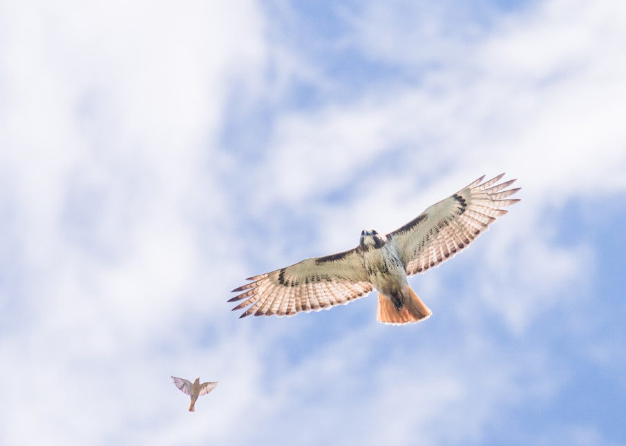 Red Tailed Hawk In Flight Photography Art | Melani Lust Photography