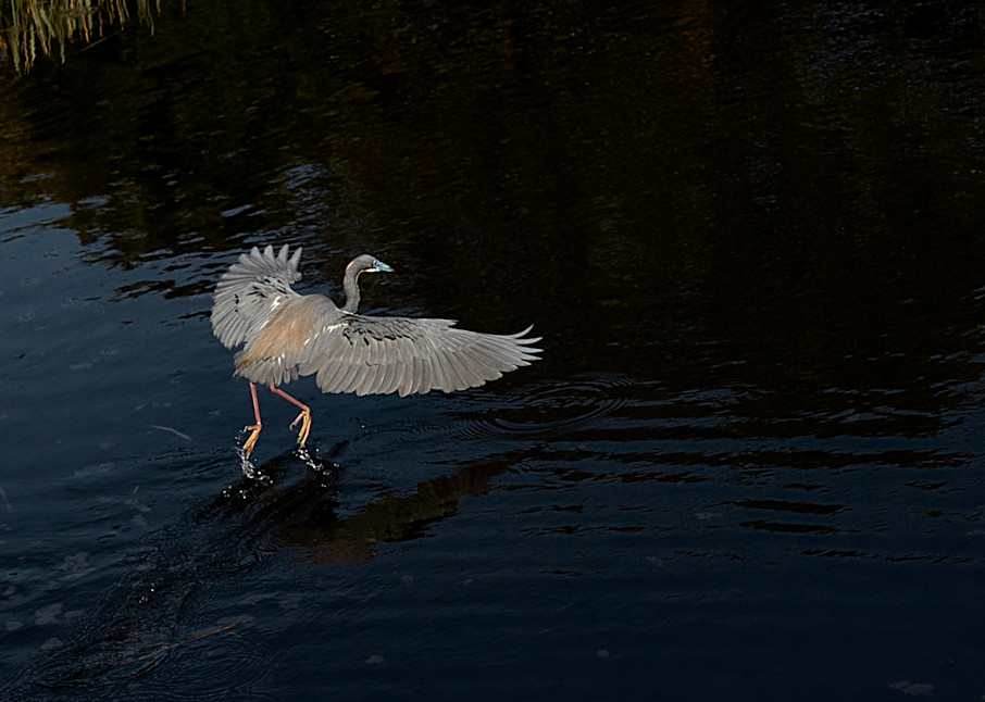 Tri Color Heron In Flight Photography Art | Melani Lust Photography