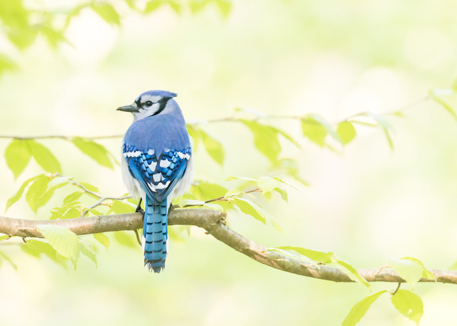 Blue Jay In Spring Photography Art | Melani Lust Photography
