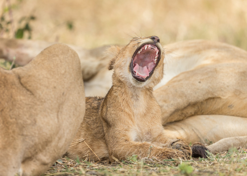 baby lion yawning