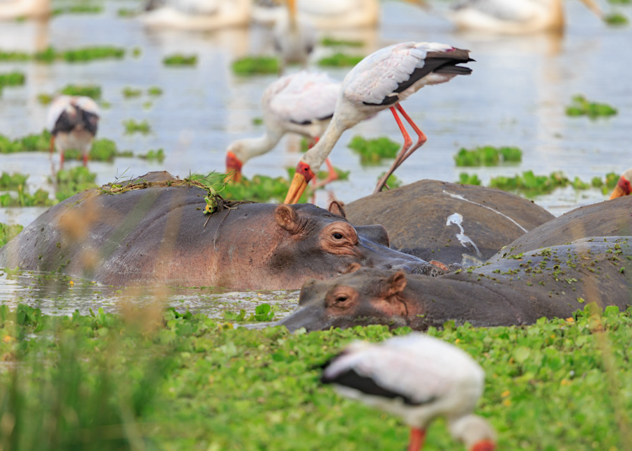 storks and hippos