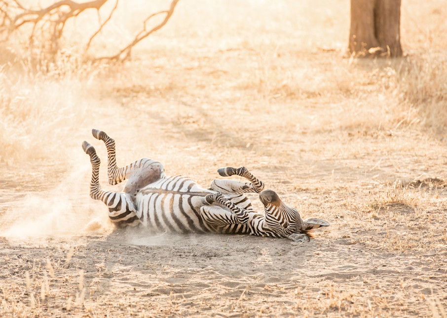 zebra in sand serengeti