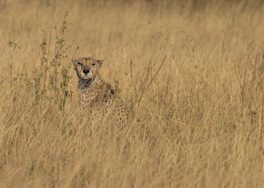 cheetah hunting Tanzania