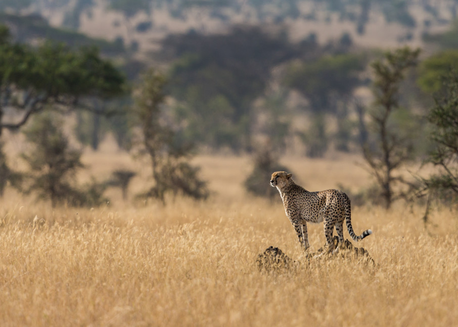 cheetah portrait serengeti