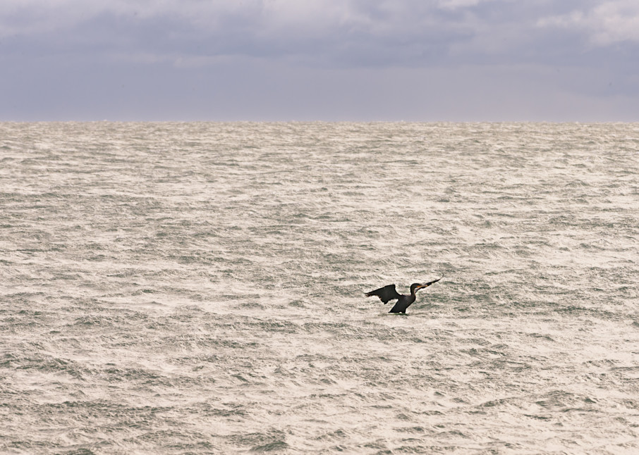 cormorant compo beach