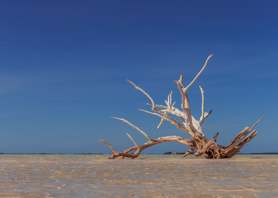Bahamas beach fallen driftwood