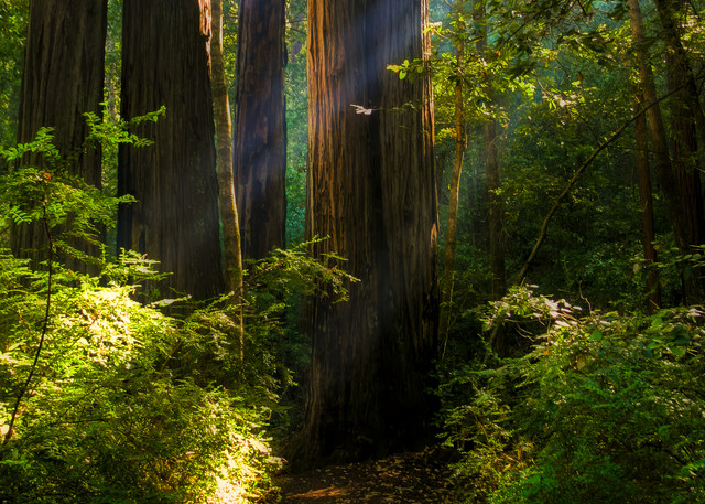 Redwood Trail Photography Art | FocusPro Services, Inc.