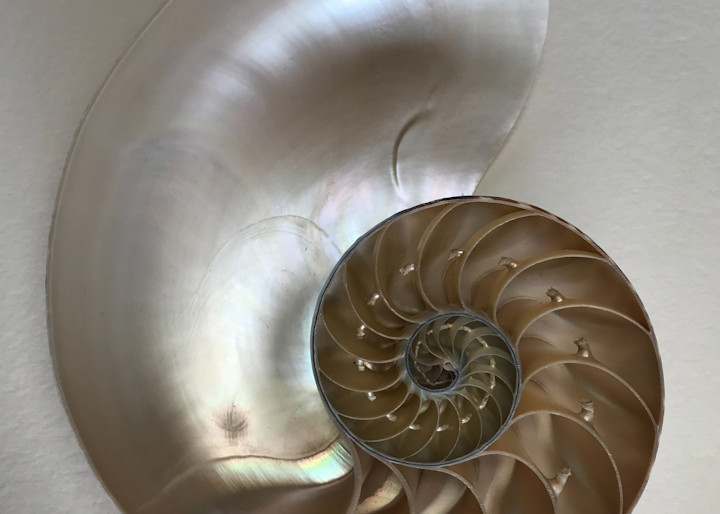 Chambered Nautilus  Art | Nosco Fine Art