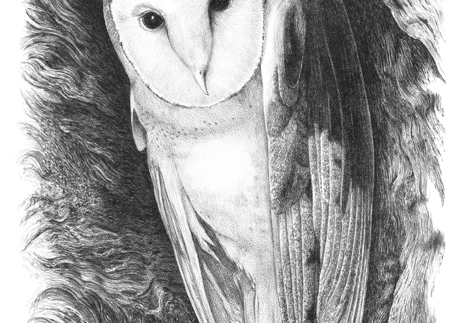 Barn Owl drawing by Bill Harrah, Wolf Run Studio