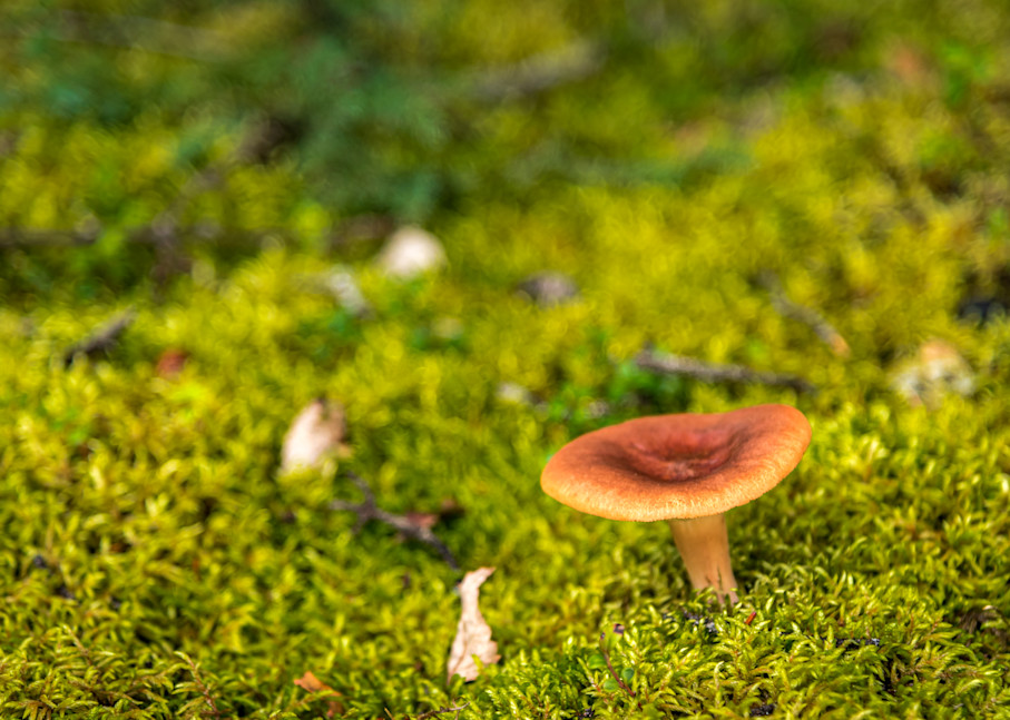 Mushroom Moss Photography Art | Gingerich PhotoArt