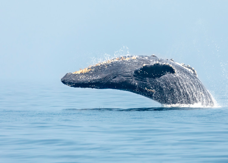 Humpback Whale No  5 | Terrill Bodner Photographic Art