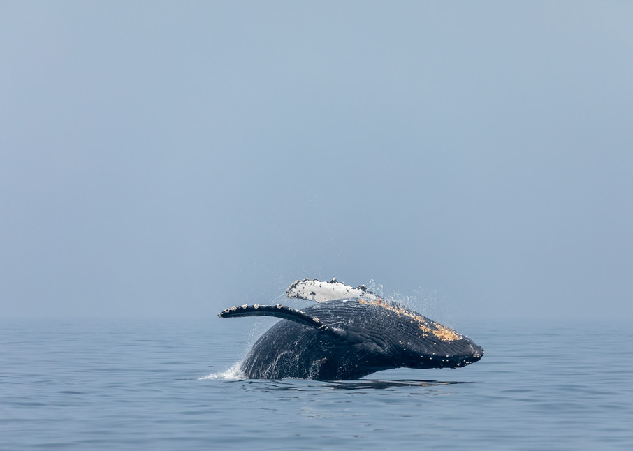 Humpback Whale No  2 | Terrill Bodner Photographic Art