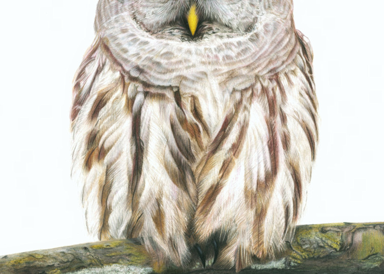 Barred Owl The Second   "Wise Guy" Art | Gossamer Lane Fine Art