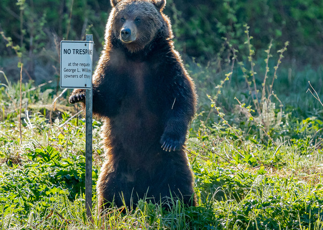 Chilkoot Bear Guard Art | Alaska Wild Bear Photography